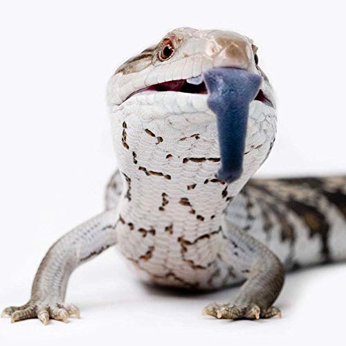 Healthy Herp Dragon Treat Grasshoppers - All Natural, Nutritious Turtle Food, Bearded Dragon Tank Accessories - for Bearded Dragons, Box Turtles, Aquatic Turtles - 0.56 oz (16g)