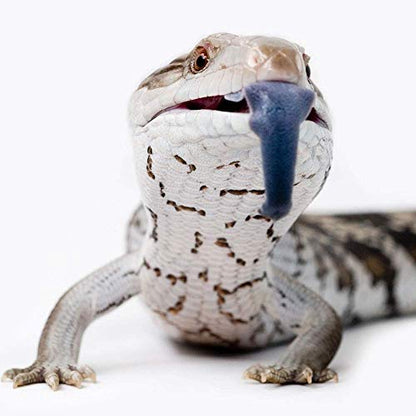 Healthy Herp Dragon Treat Grasshoppers - All Natural, Nutritious Turtle Food, Bearded Dragon Tank Accessories - for Bearded Dragons, Box Turtles, Aquatic Turtles - 0.56 oz (16g)