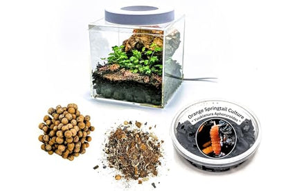 Generic Tiny Terrarium Kit for Springtails (4x4 inch) - BioActive Enclosure, Live Tropical Plants, LED Grow Light, Soil & Drainage, White