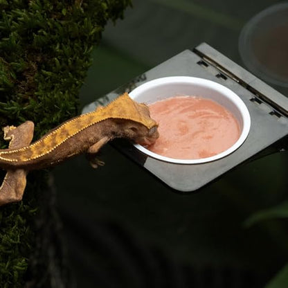 Magnetic Gecko Ledge, Reptile Feeder Ledge with 2 Feeding Cups, Reptile Food & Water Bowl for Arboreal Reptiles, Tree Frogs, Geckos, Beetles, Chameleons - color: Double Bowl
