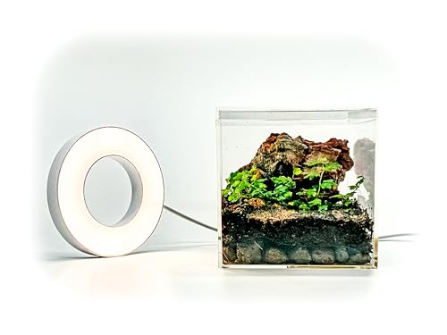 Generic Tiny Terrarium Kit for Springtails (4x4 inch) - BioActive Enclosure, Live Tropical Plants, LED Grow Light, Soil & Drainage, White