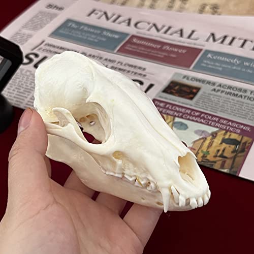 Taxidermy Real Animals Skulls, Real Bones Specimen, Taxidermy Supplies for Science Education, Special Gift (Racoon Skull) - style: Racoon Skull
