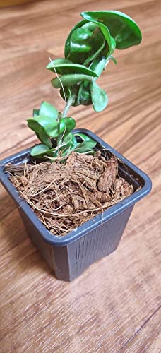 Noot Indoor Coconut Chips Husk Bark Potting Mix Coco Coir Brick. Avoid Root Rot with Fast Draining Soil. Houseplant, Monstera, Fiddle Leaf Fig, Orchid. Hydrate in Bag for ~ 2 Gal. - size: Husky Mix