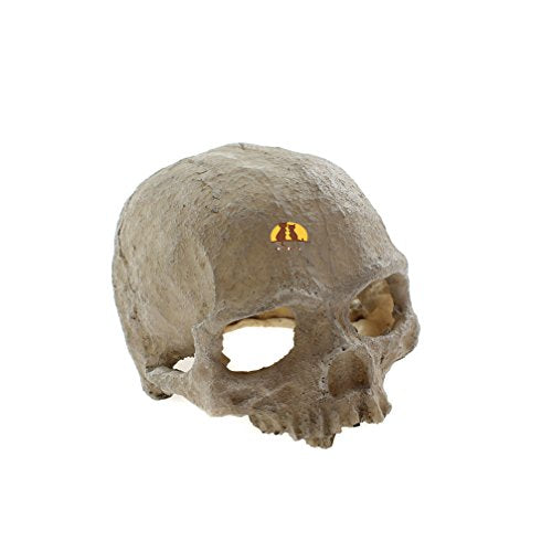 Emours Reptile Hideout Skull Vivarium Aquarium Fish Tank Resin Ornament Cave Decoration, Small