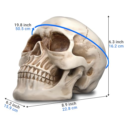 READAEER Life Size Resin Skull, Large Size Adult Skull Head Model for Home Decoration, Halloween Skull Statue, Human Skull Head Model (White)