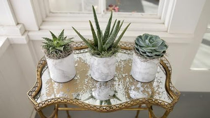 Espoma Organic Cactus Potting Soil Mix, Natural & Organic Soil for Cactus, Succulent, Palm, and Citrus Grown in containers Both Indoors and Outdoors, 4 qt, Pack of 2 - size: Pack of 2
