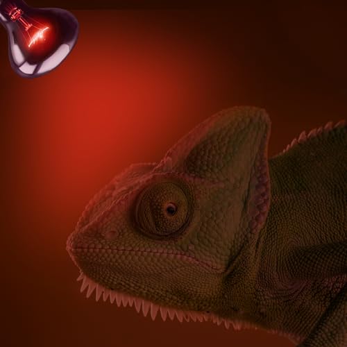 75W Infrared Basking Spot Light Bulbs – Ideal for Reptiles & Amphibians, Like Bearded Dragons, Snakes & Turtles; Red Heat Lamp for Brooders, Terrariums & Turtle Tanks | 2 Pack