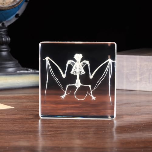Taxidermy Bat and Real Bat Specimens Mounted in Resin, Ideal Gift for Fans of Taxidermy, Animal Skulls, Oddities, and Biology (Bat Skeleton) - color: Bat Skeleton