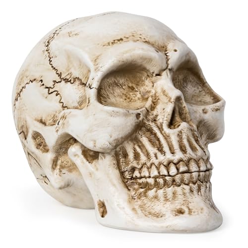 Resin Skull Statue, Human Head Model for Home Decoration, Halloween Statue, Skull Model for Bookshelf Desktop Home Decor (White) - color: White