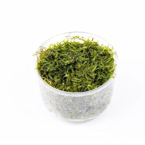 SubstrateSource Java Moss Live Aquarium Plant - Freshwater Fish Tank Decorations for Natural Decor (Large Cup) - color: Java - Large Cup, size: 1 Pack