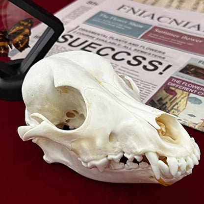 Taxidermy Real Animals Skulls, Real Bones Specimen, Taxidermy Supplies for Science Education, Special Gift - style: Dog Skull