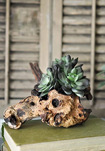 OMA Natural Driftwood Teak Wood Branch for Terrariums, Air Plants, Succulents, Reptile Decor - Branch Only