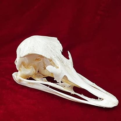 Taxidermy Real Animals Skulls, Real Bones Specimen, Taxidermy Supplies for Science Education, Special Gift (Ostrich Skull) - style: Ostrich Skull