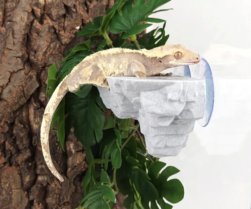 Crested Gecko Feeding Ledge with 10Pcs 0.5oz Food Dish Feeder Bowls