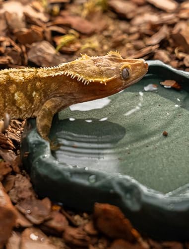 Reptile Bowl, Resin Rock Reptile Food and Water Feeder Pet Aquarium Ornament Terrarium Dish Plate for Tortoise Lizard Iguana(Dark Green S) - color: Dark green S