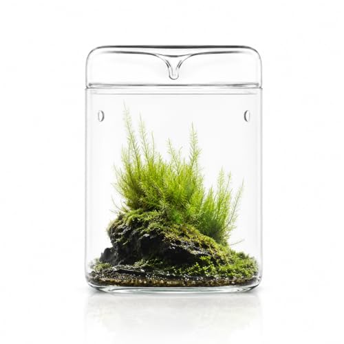 Bioloark Glass Plant Terrarium MY-120H, 4.7" x 7" Small Desktop Moss Terrarium with Dew-Collecting Lid, Ventilation Holes, High-Clarity Glass Jar for Ferns, Small Plants & Office Décor - color: MY-120H (4.7"X7")