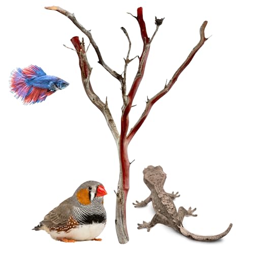 Manzanita Driftwood for Small Aquariums & Reptile Tanks (8-10”") 5–10 Gallon Tank | Natural Aquascaping & Terrarium Decor | Hardwood Branches, Unique Shapes | Betta Fish, Shrimp, Gecko, Frogs - size: Small