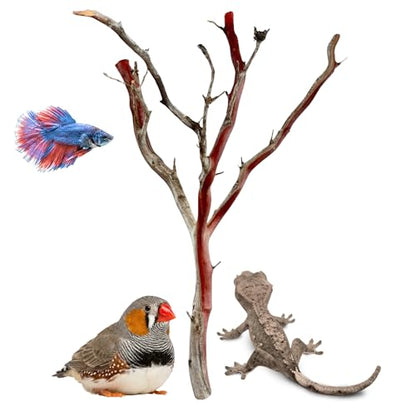 Manzanita Driftwood for Small Aquariums & Reptile Tanks (8-10”") 5–10 Gallon Tank | Natural Aquascaping & Terrarium Decor | Hardwood Branches, Unique Shapes | Betta Fish, Shrimp, Gecko, Frogs - size: Small