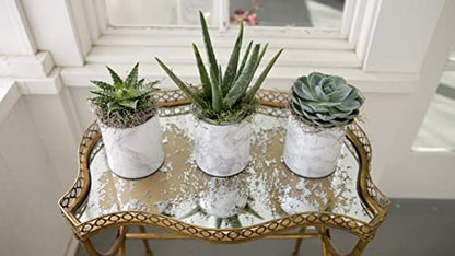 Espoma Organic Cactus Potting Soil Mix, Natural & Organic Soil for Cactus, Succulent, Palm, and Citrus Grown in containers Both Indoors and Outdoors, 4 qt, Pack of 1 - size: Pack of 1