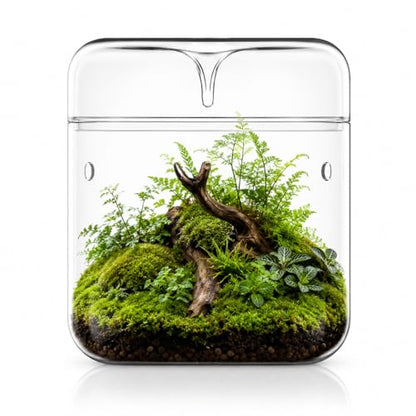 Bioloark MY-180 Glass Plant Terrarium, 7.1" x 7.9" Large Desktop Moss Terrarium with Dew-Collecting Lid, Ventilation Holes, High-Clarity Glass Jar for Ferns, Small Plants & Micro Landscape - color: MY-180(7.1"X7.9")
