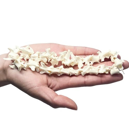 Taxidermy Real Mink Spine Decor - Model Animals Bones Specimen, Taxidermy Supplies for Science Education, Collection (Mink Spine) - style: Mink Spine