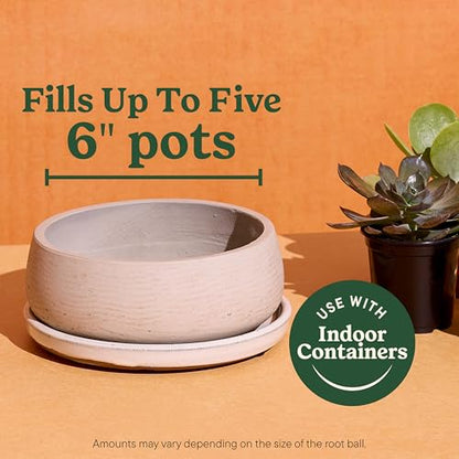 Miracle-Gro Indoor Potting Mix for Cactus and Succulent, Fast-Draining Cactus and Succulent Potting Mix with Plant Food, 8 qt. (2-Pack)