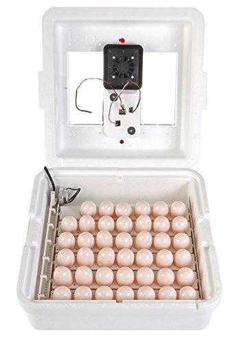 Little Giant® Digital Circulated Air Incubator | 41 Egg Capacity | Chick Egg Hatching Incubator with Circulated Fan, Temperature and Humidity Control | Made in USA - style: Incubator with Fan