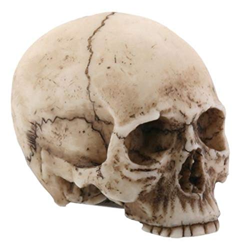 SUMMIT COLLECTION YTC 2.25 Inch Resin Realistically Painted Collectible Skull Head, Small
