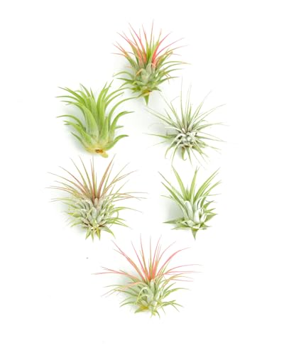 Shop Succulents Ionantha Tillandsia Air Plants, Assorted Mini Live Indoor Plant Bundle for Home Decor & Gifts, Low Maintenance, Natural Air Purifier, Hanging Plants, Favors,Terrarium Plants, Pack of 6 - size: 6 Pack, style: Ionantha Collection