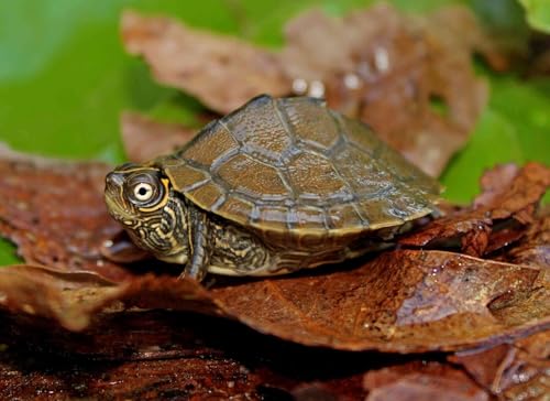 Aquatic Turtle 3/8" x 1/8" 30% Protein Floating Sticks for Aquatic & Semi Aquatic Red Ear, Painted. Map, Soft Shell Pond Turtles...WL 6oz Sm Jar