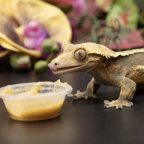 Pangea Gecko Diet with Insects 2 oz - size: 2 Ounce (Pack of 1)