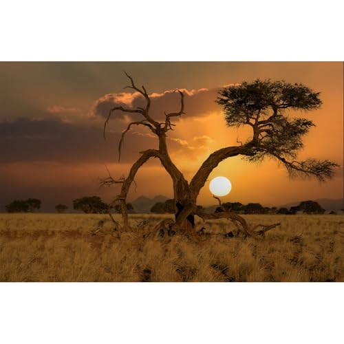 Sunset Desert Reptile Tank Background Beautiful Sunrise Desert Old Tree Terrarium Background Sand Peaks Dunes Sunset Over Desert Reptile Habitat Background Sunset Desert Aquarium Background 48x20in - size: 48(W)x20(H)inches/ 120(W)*50cm(H)