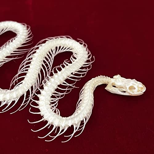 Taxidermy Real Animals Skulls, Real Bones Specimen, Taxidermy Supplies for Science Education, Special Gift (Snake Skeleton) - style: Snake Skeleton