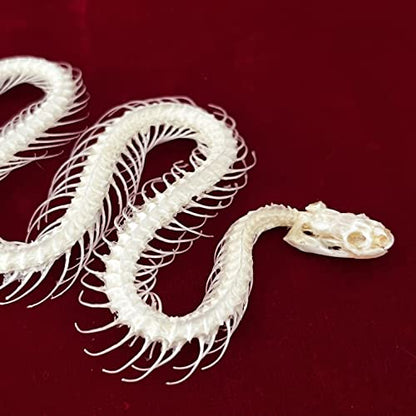 Taxidermy Real Animals Skulls, Real Bones Specimen, Taxidermy Supplies for Science Education, Special Gift (Snake Skeleton) - style: Snake Skeleton
