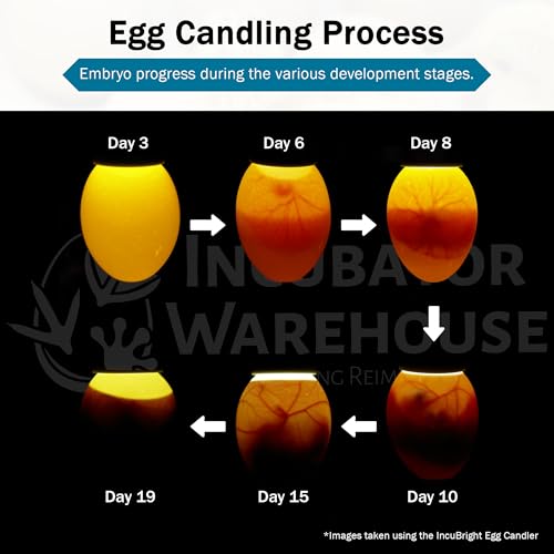 Incu-Bright™ Ultra Bright LED Egg Candler - Portable Light for All Egg Size