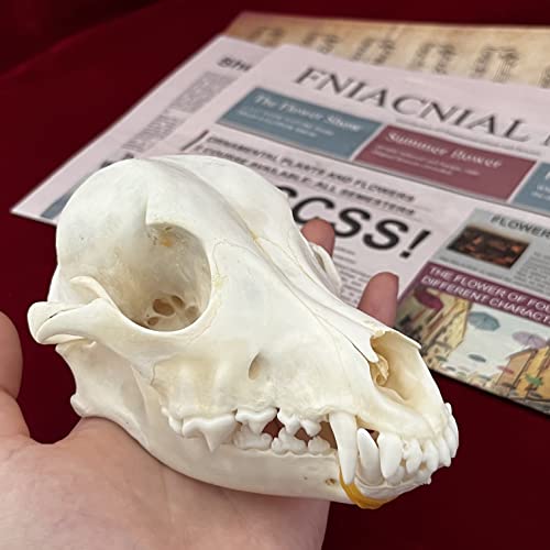 Taxidermy Real Animals Skulls, Real Bones Specimen, Taxidermy Supplies for Science Education, Special Gift - style: Dog Skull