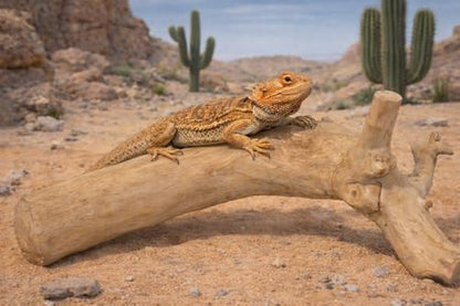 Java Wood Reptile Branch Natural Climbing Perch & Terrarium Decor for Bearded Dragons, Geckos, Snakes, Chameleons, Lizards & Exotic Pet Habitat Enrichment - 9.8-13.8" x 9.8-15.7"