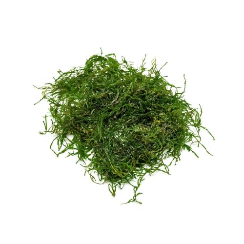 SubstrateSource Flame Moss on Mesh Live Aquarium Plant - Freshwater Fish Tank Decorations for Natural Aquatic Décor (Golf Ball) - color: Flame - Stainless Steel, size: 1 Pack