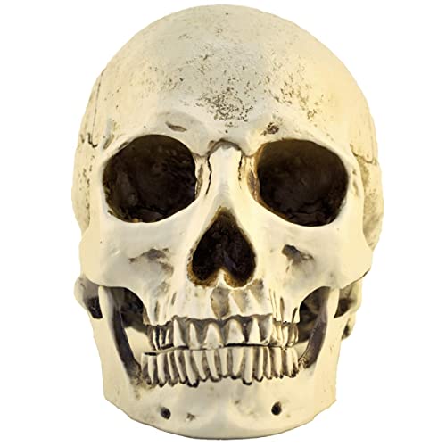1:1 Resin Skull Head Model Simulation Skeleton Head Medical Skull Art Copy for Halloween Decor