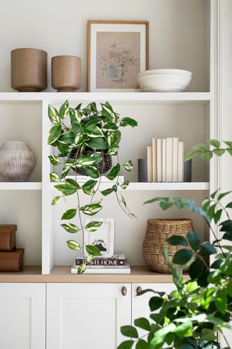 Oairse Artificial Hanging Plants Fake Hanging Plants with Pots Faux Golden Pothos N‘ Joy Potted Plant Wall Plant with Basket Pot for Wall Shelves Bedroom Bathroom Indoor Outdoor - color: Golden Pothos