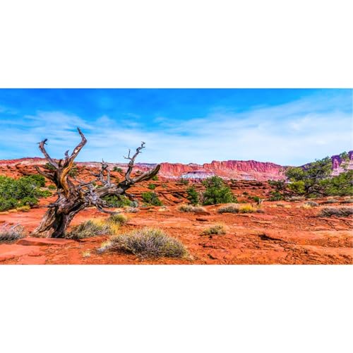 AWERT 24x16 inches Reptile Habitat Background Blue Sky Oasis Orange Desert Terrarium Background - size: 24x16in/60x40cm