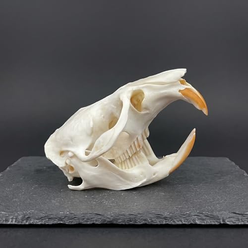 Taxidermy Real Muskrat Animal Skull Decor - Model Animals Bones Specimen,Taxidermy Supplies for Science Education,Collection (Muskrat) - style: Muskrat