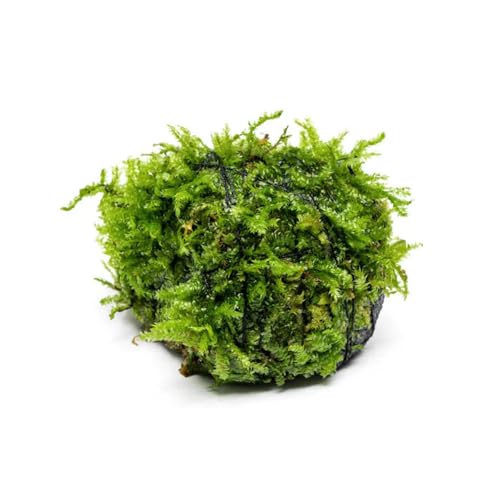 SubstrateSource Live Planted Decor - Christmas Moss (Vesicularia montagnei) on Lava Stone - Low Light, Green Accent Freshwater Aquatic Plant, Foreground Aquarium Placement for Aquascaping - 1 Pack - color: Christmas Moss on Lava Stone, size: Lava Stone