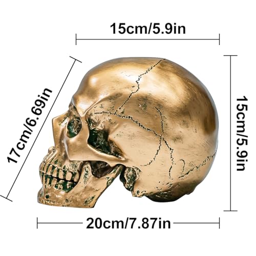 ECYC 1:1 Resin Human Skull Model Halloween Props Home Decorations High Fidelity Skull Head Sculpture Life Size, Bronze