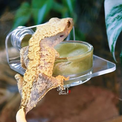 Gecko Feeder - Gecko Feeding Ledge Suction Cup, Reptile Food Feeder Bowl, Suction Cup Food Tray Lizard | Acrylic, Magnet, Bowls, Reptile Feeding Ledge for Lizards, Chameleons, Tree Frogs, - color: A