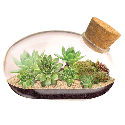 Grow Your Own Succulent Star Plant Mouse with Our Glass Terrarium Starter Kit - Fun and Easy to Grow with Complete Supplies - Plant A Mouse Garden that Will Last for Years - Great for Home Or Office