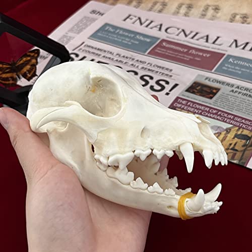 Taxidermy Real Animals Skulls, Real Bones Specimen, Taxidermy Supplies for Science Education, Special Gift - style: Dog Skull