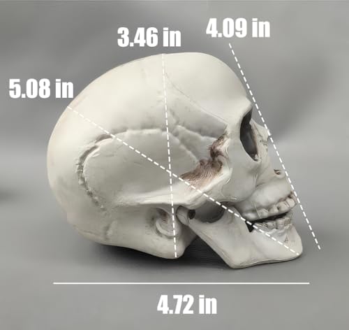 CUNHUYSmall Skulls Halloween Decor, 5 Inch Plastic Fake Skeletons, Mini Skulls for Crafts Outdoor Halloween Decorations, Realistic Miniature Human Skull Heads (4)