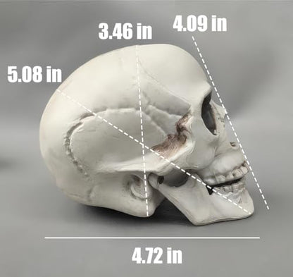 CUNHUYSmall Skulls Halloween Decor, 5 Inch Plastic Fake Skeletons, Mini Skulls for Crafts Outdoor Halloween Decorations, Realistic Miniature Human Skull Heads (4)