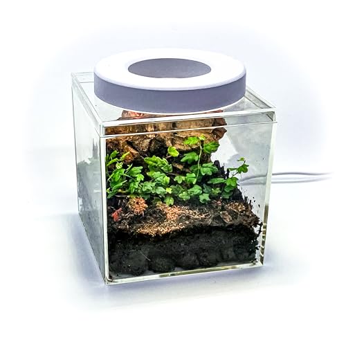 Generic Tiny Terrarium Kit with Isopods (6x6 inch) - DIY Starter Kit, BioActive Enclosure, Live Tropical Plants, LED Grow Light, Soil & Drainage, White